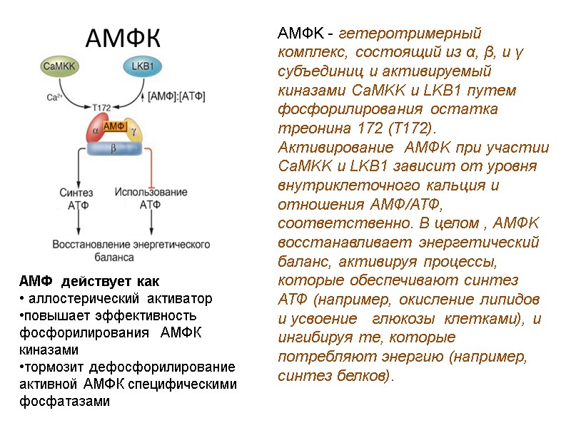 АМФК AMФK - гетеротримерный комплекс, состоящий из α, β, и γ субъединиц и активируемый